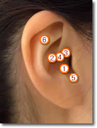 耳ツボ図
