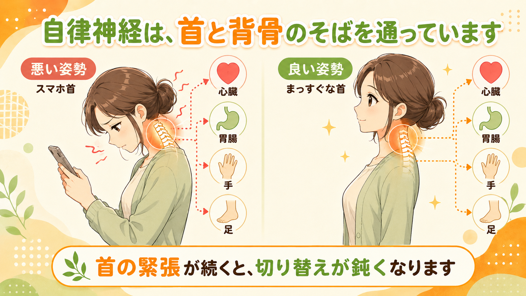 自律神経は首と背骨のそばを通っている|中村整骨院
